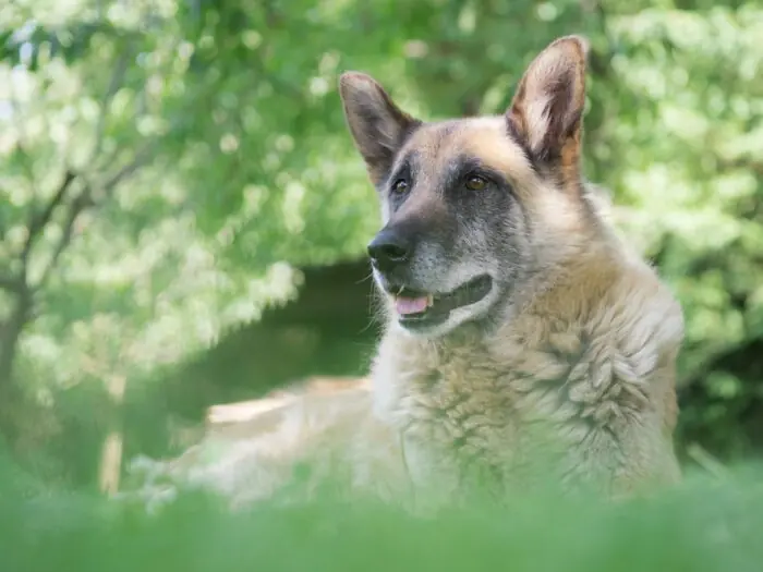 senior shepherd