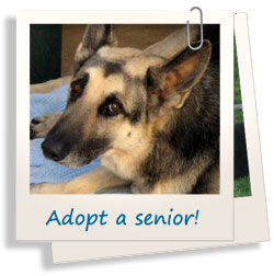 Serendipity German Shepherd Dog Rescue