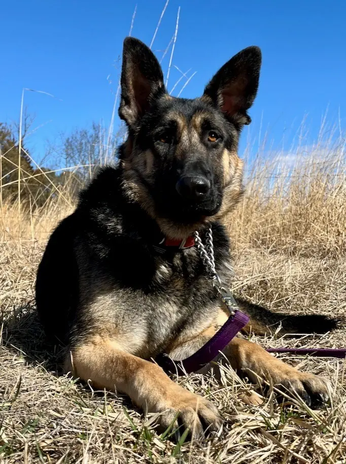 Adoptable Dogs